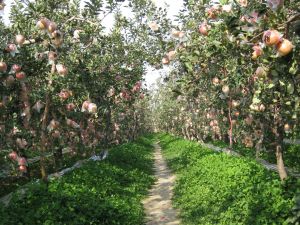 山西运城客户向ag订购300吨苹果有机肥